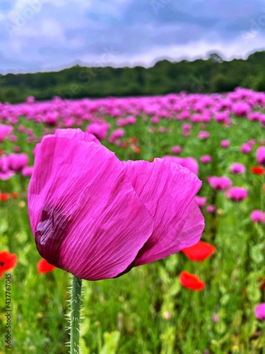 Blumen