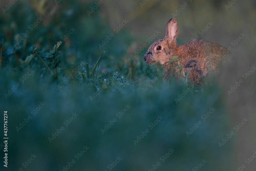 Fototapeta premium Wildkaninchen