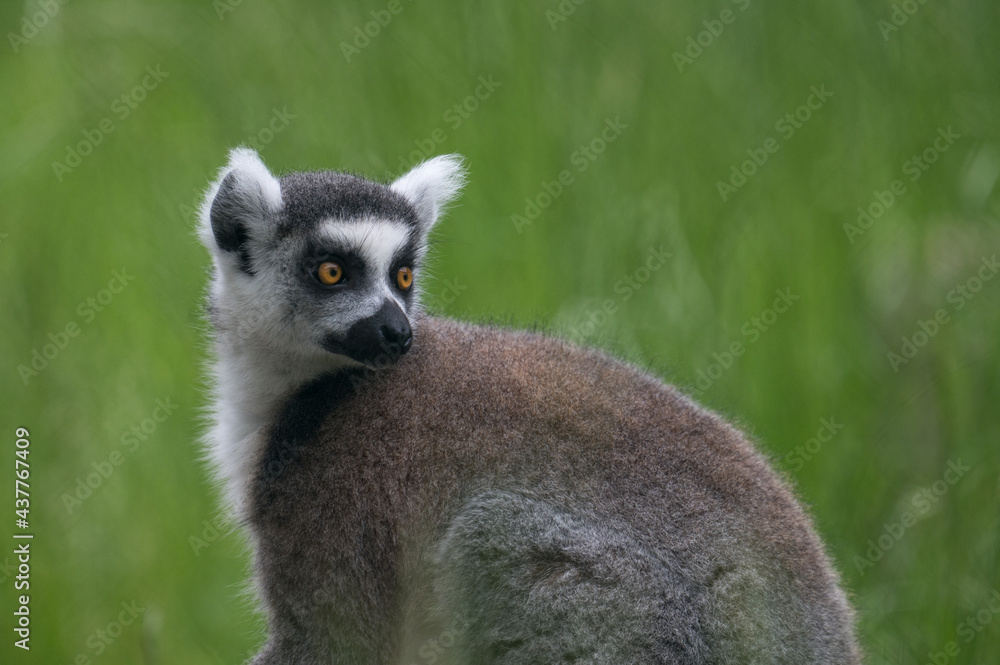 Obraz premium lemurs live and have fun in the zoo