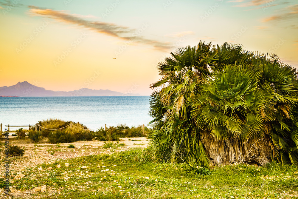 Fototapeta premium Coastal landscape with palm trees.