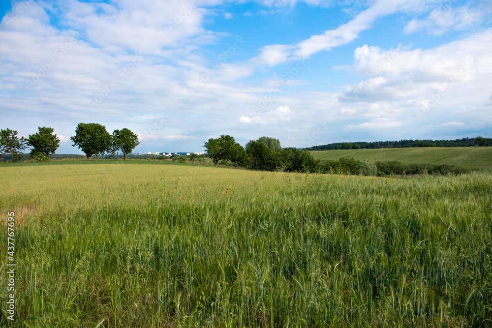 green field on a background of the blue sky