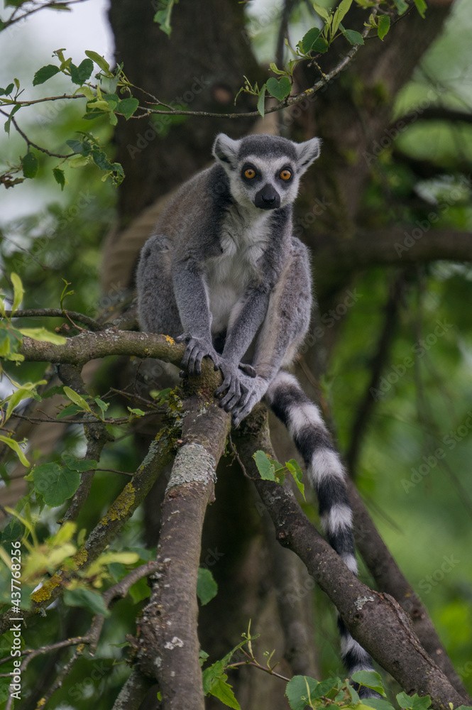 Obraz premium lemurs live and have fun in the zoo
