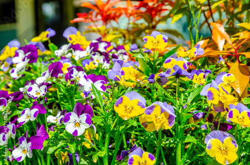 Pansy flowers  purple  yellow