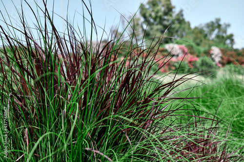 Beautiful decorative green grass as element of landscape design. Gardening, greenery. Home garden.