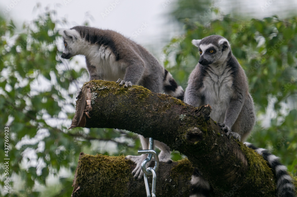 Obraz premium lemurs live and have fun in the zoo