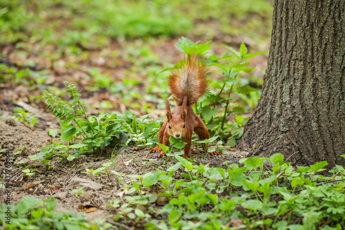 Funny red squirrel sitting on grass.