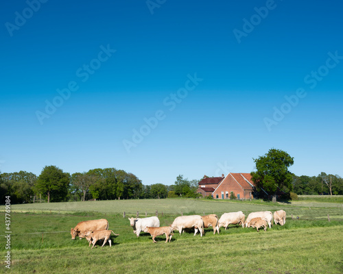 blonde d aquitaine cows in rural landscape of twente near enschede and oldenzaal in holland