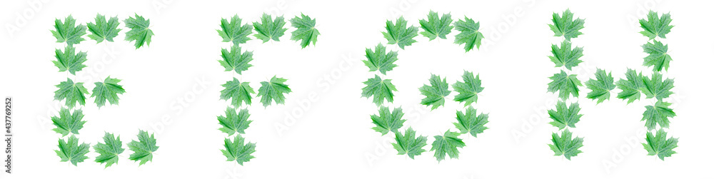 The letters E, F, G, H are made of green maple leaves The letters E, F, G, H are made of green maple leaves
