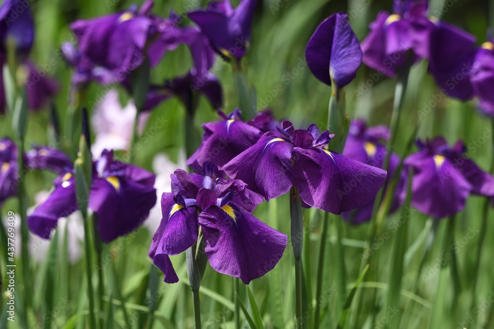 apanese irises in iris garden is in full bloom. Iridaceae perennial plant. apanese irises in iris garden is in full bloom. Iridaceae perennial plant.
