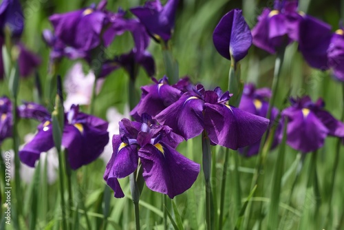 apanese irises in iris garden is in full bloom. Iridaceae perennial plant.