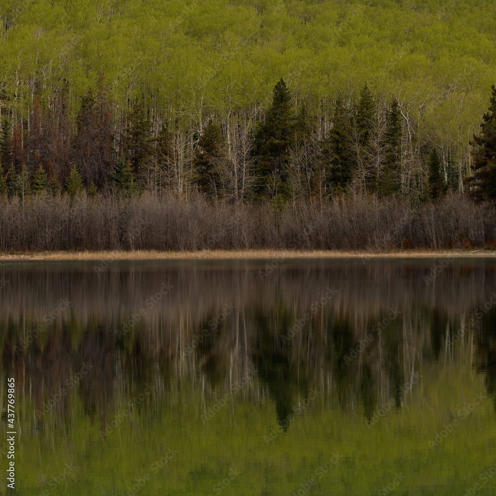 Pine tree reflections in lake, gradients of green