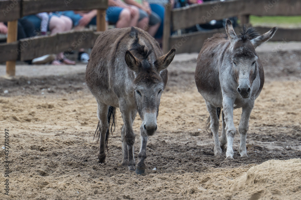 Donkey group in an animal park Donkey group in an animal park