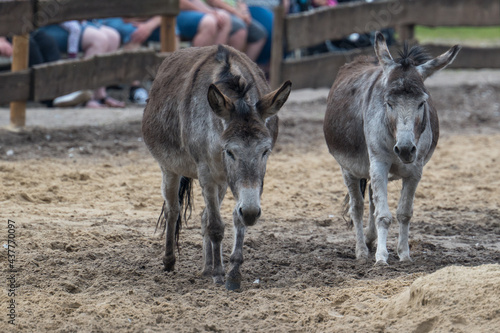 Donkey group in an animal park photo