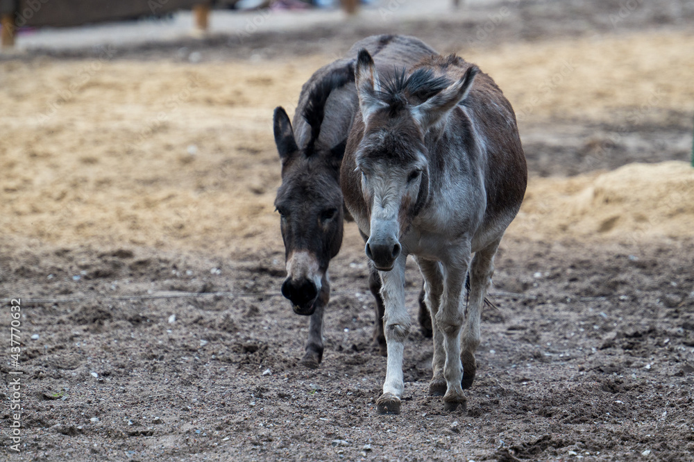 Donkey group in an animal park