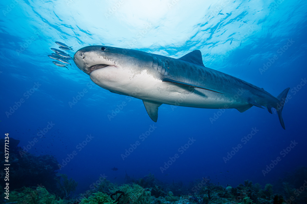 Fototapeta premium Tiger Shark
