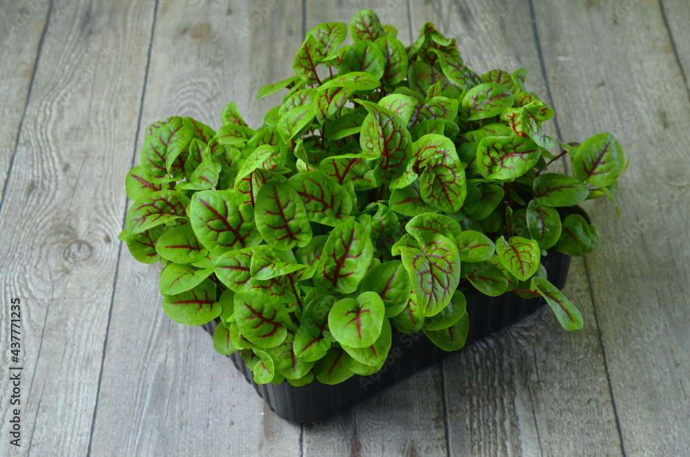 Micro greens. Sorrel. Green background. beet leaves micro greens Healthy salad, leaves Micro greens. Sorrel. Green background. beet leaves micro greens Healthy salad, leaves