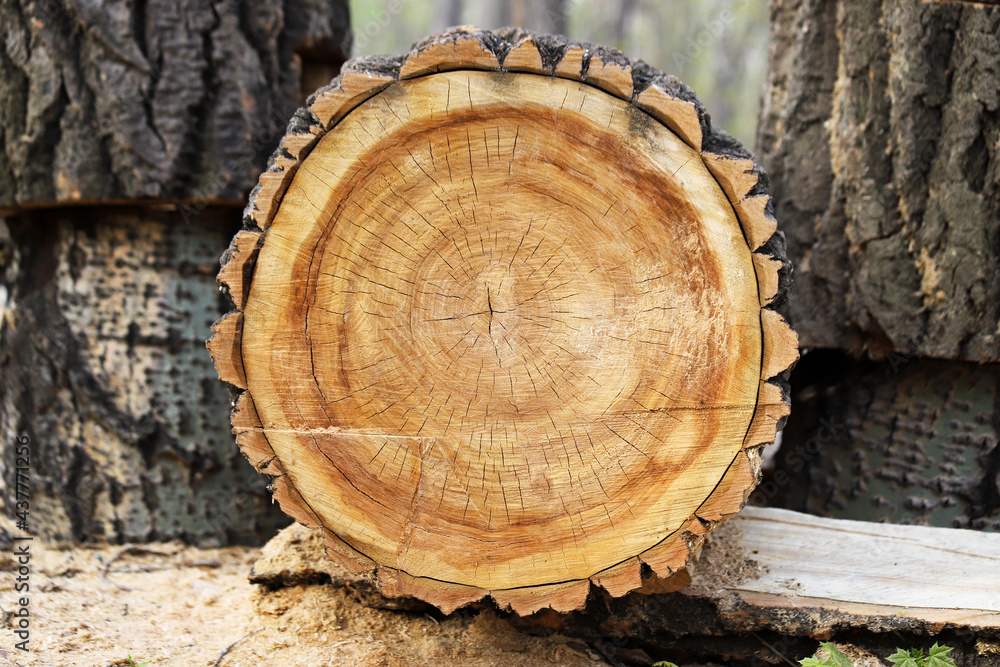 A freshly cut cracked tree stump as a background A freshly cut cracked tree stump as a background