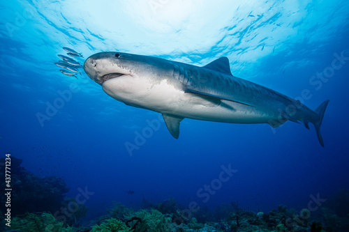 Tiger Shark © Todd Winner