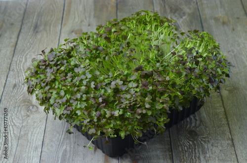 Micro greens. Green background.Healthy salad, leaves mix salad (mix micro greens, juicy snack). food background - copy space © Sergey