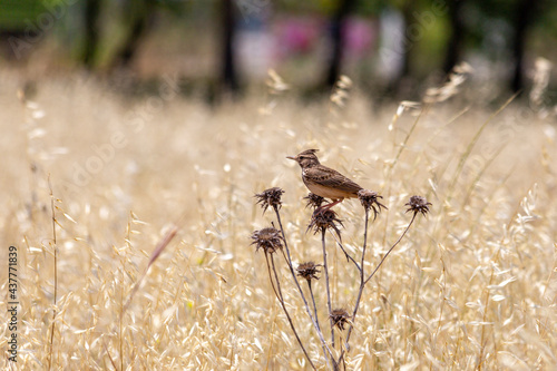 Crested lark bird resting on tree branches © ali