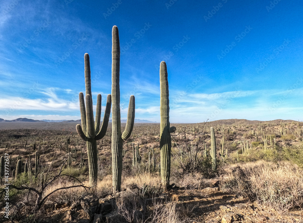 Giant saguaro cacti on the Arizona Trail, Arizona, U.S.A 