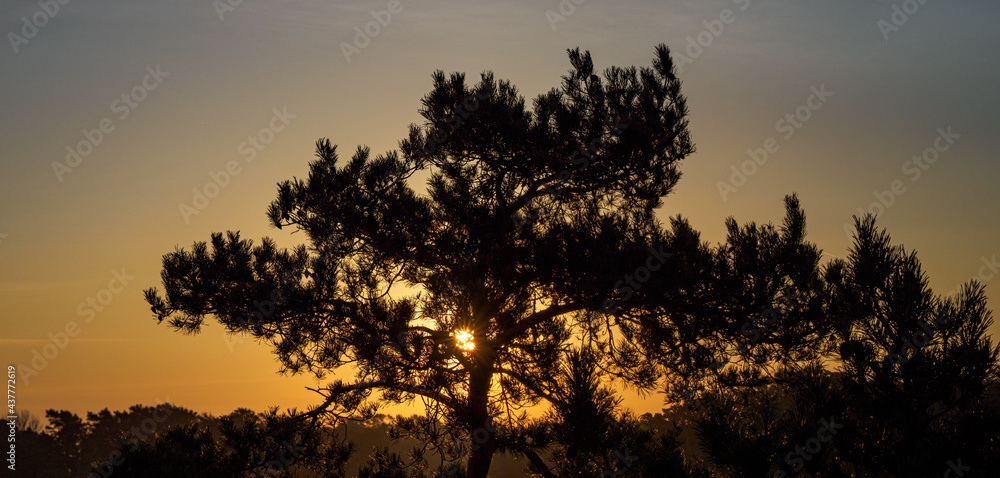 Sun rising behind a pine tree Sun rising behind a pine tree