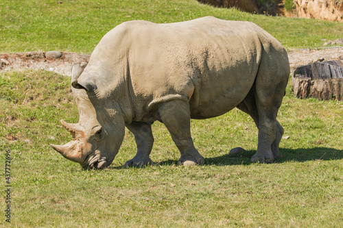 rhino in the grass © chiaretz