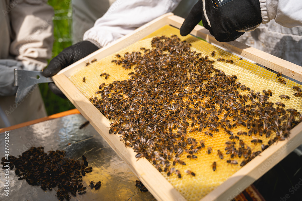 Apiculteur qui récole le miel des ruches avec des abeilles Apiculteur qui récole le miel des ruches avec des abeilles