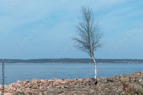 Young birch on the rocky shores of the Gulf of Bothnia near Norrfällsviken