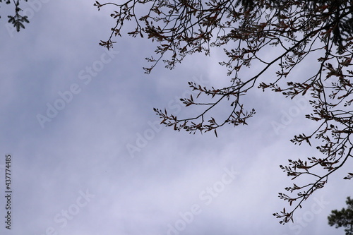 Several branches from the same tree. Spring time with trees blossom. Clear blue sky a sunny day outside. Area for copy space. Stockholm  Sweden  Europe.