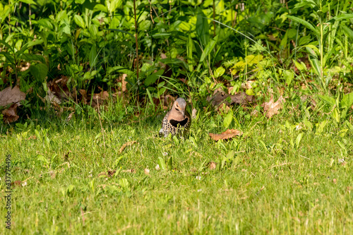 The northern flicker  Colaptes auratus  collect food in the meadow