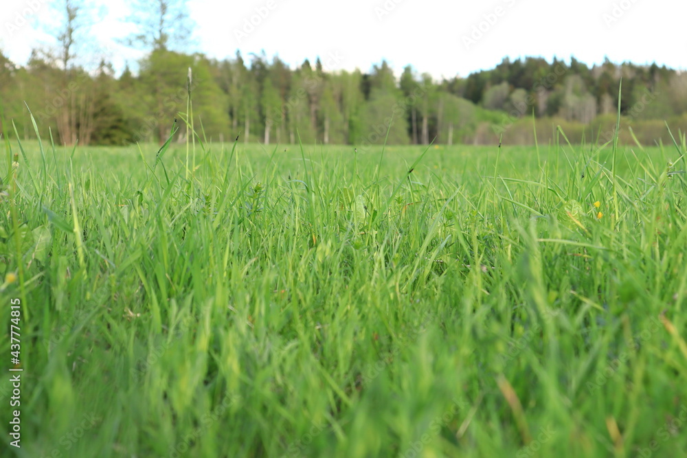 Blurry grass and background. All green. Plenty of room for copy space. Stockholm, Sweden, Europe.. Blurry grass and background. All green. Plenty of room for copy space. Stockholm, Sweden, Europe..