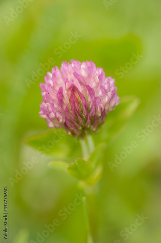Red Clover Blooming