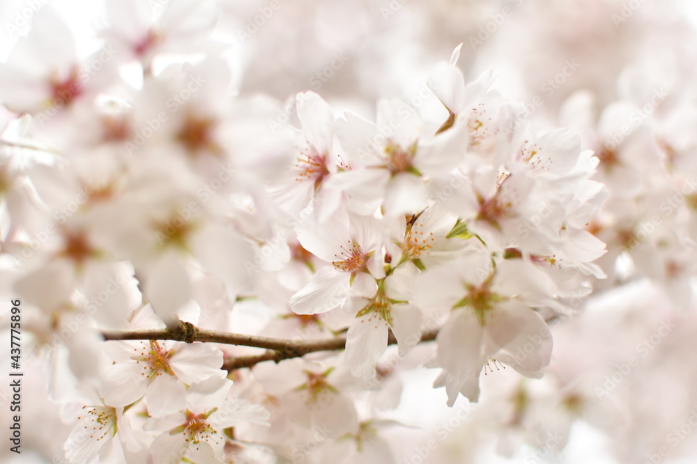 spring blossom spring blossom