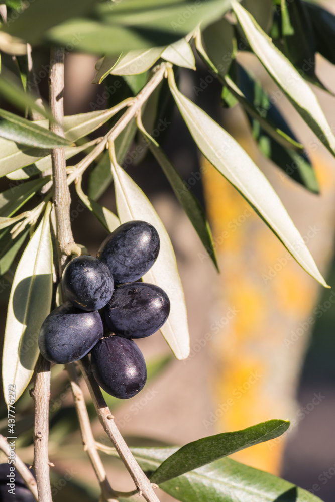 cluster of ripe black Spanish olives with blurred olive tree trunk in background and copy space cluster of ripe black Spanish olives with blurred olive tree trunk in background and copy space