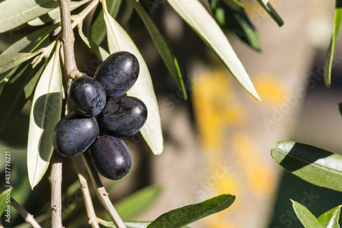 bunch of ripe black olives hanging on olive tree branch with blurred olive tree trunk in background