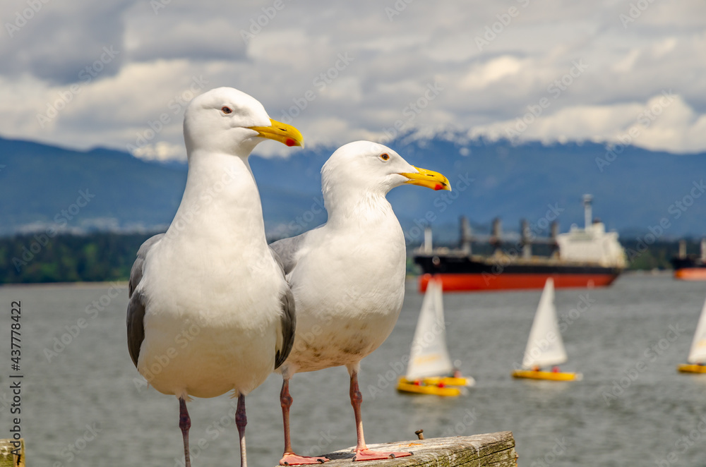 Seagull, seagulls, bird, birds, sea Seagull, seagulls, bird, birds, sea