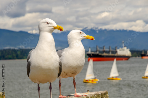 Seagull, seagulls, bird, birds, sea