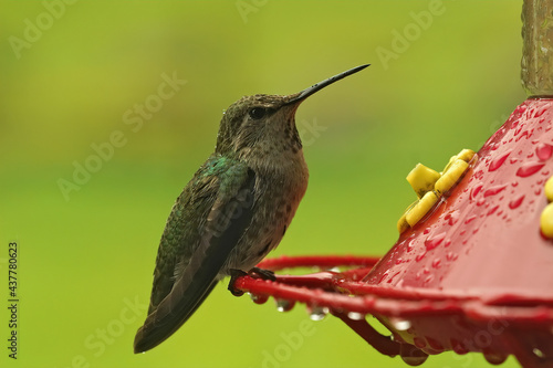 Closeup of a female Rufous hummingbird, Selasphorus rufus , sitting on the feeder in Northern Oregon