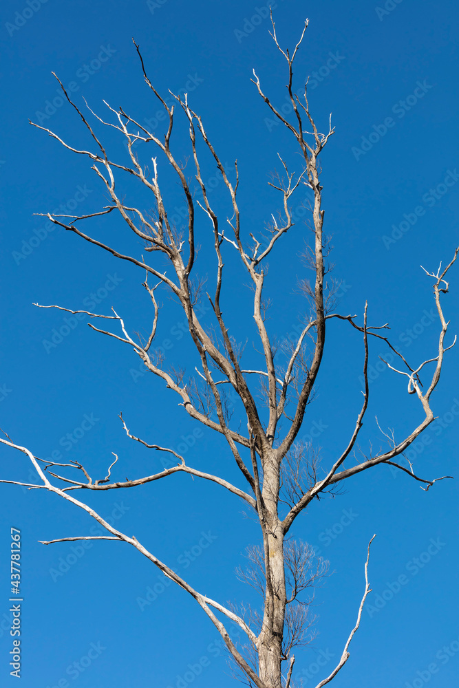 A large dead tree with a bright blue sky background A large dead tree with a bright blue sky background
