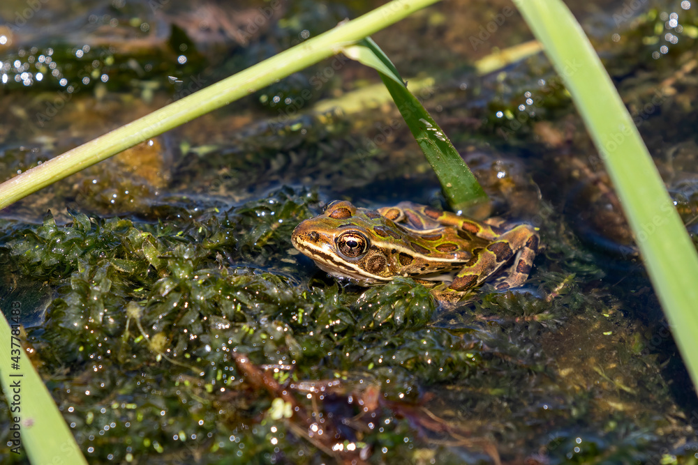 The northern leopard frog is native North American animal. It is the state amphibian of Minnesota and Vermont. The northern leopard frog is native North American animal. It is the state amphibian of Minnesota and Vermont.