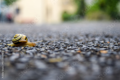 Snail 
