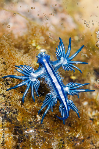 Glaucus atlanticus, blue sea dragon © LeticiaLara