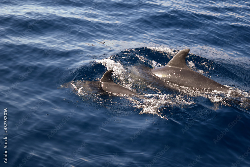 Fototapeta premium Dolphins family swimming together