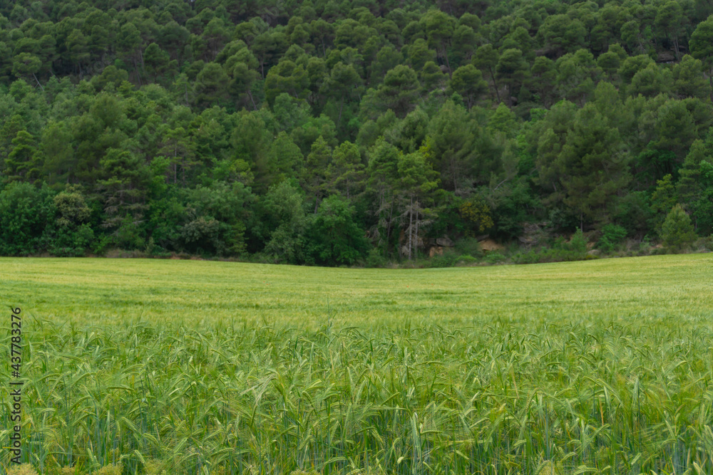 Obraz premium Landscape of a field of green spikes and a forest in the background out of focus