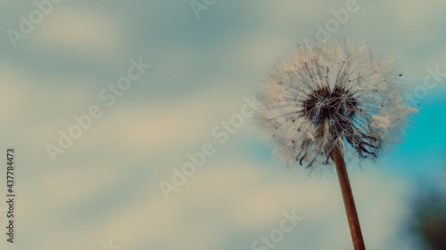 Dandelion against the blue sky and clouds. Dandelion seeds in the summer flowering period. Selective soft focus