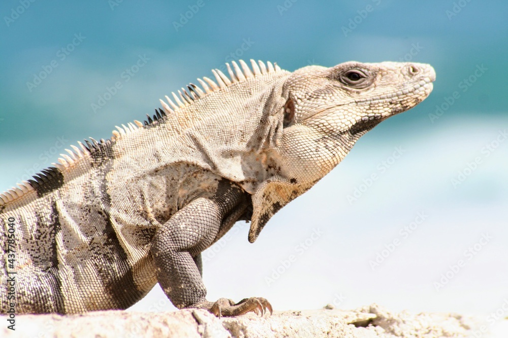 Obraz premium Iguana in Mexico