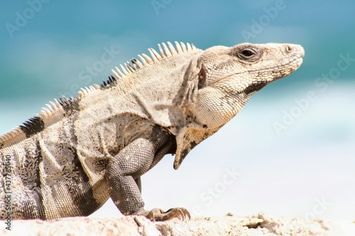 Iguana in Mexico © dWolKo