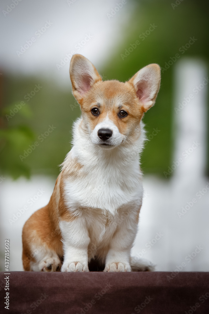 Welsh Corgi Pembroke puppy Welsh Corgi Pembroke puppy