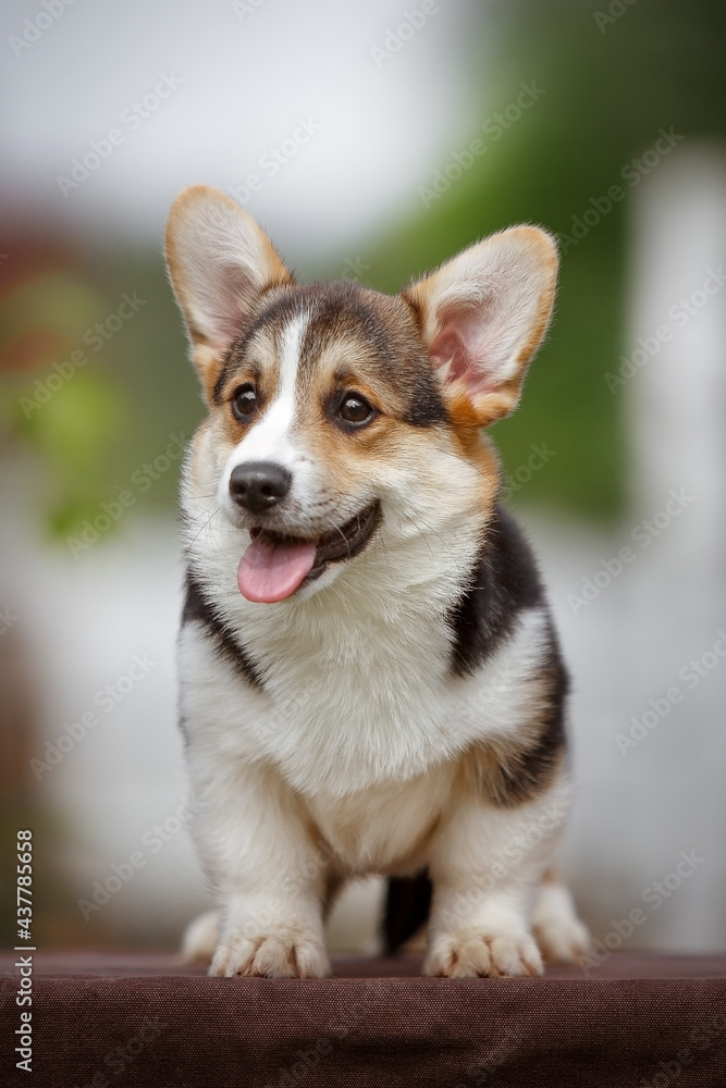 Welsh Corgi Pembroke puppy